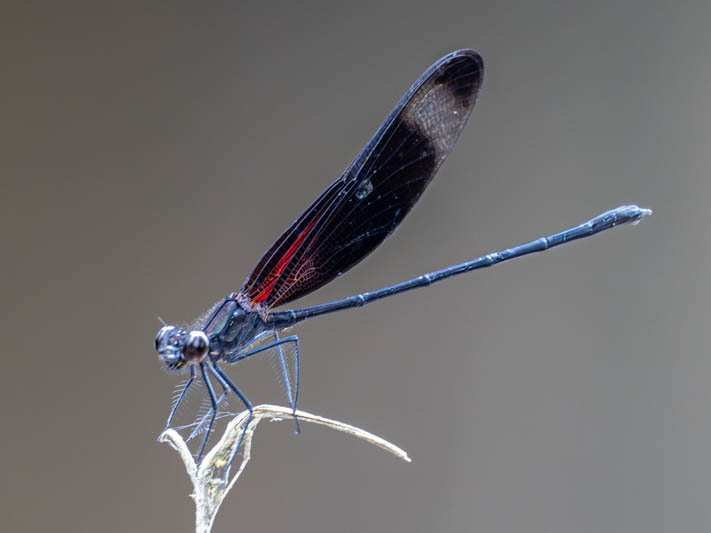 Hetaerina titia (Smoky Rubyspot) male-Album-2.jpg